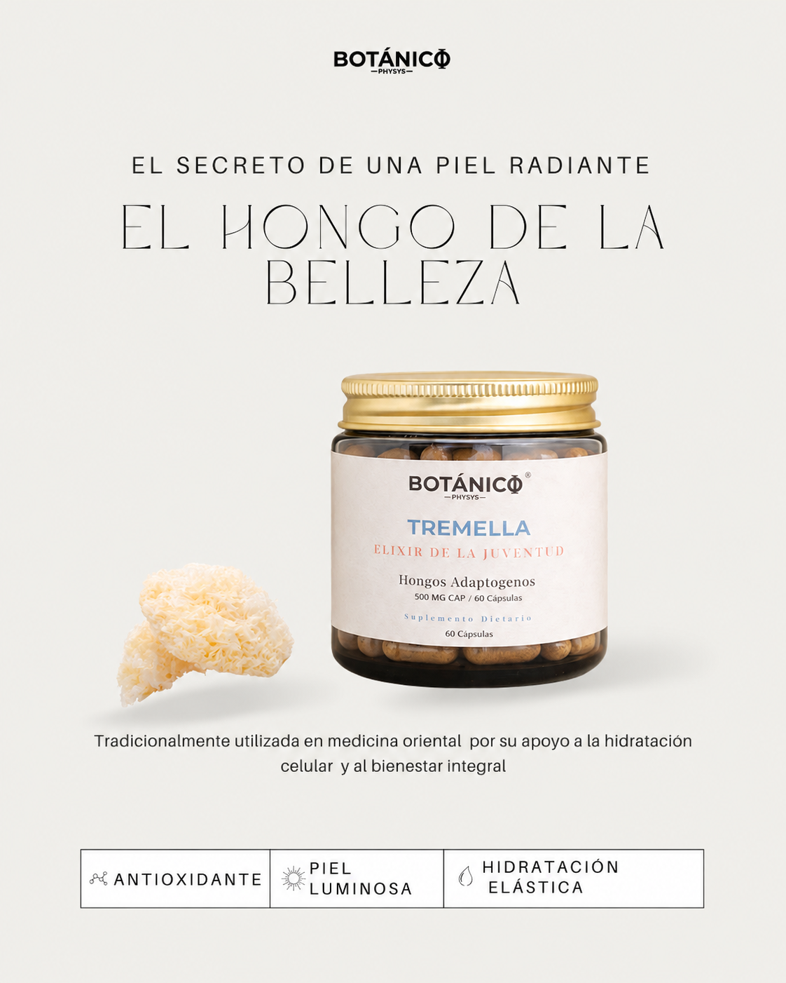 Hongos Adaptógenos